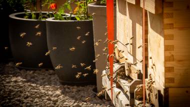 Kräutergarten & Bienen, Bild 1/3