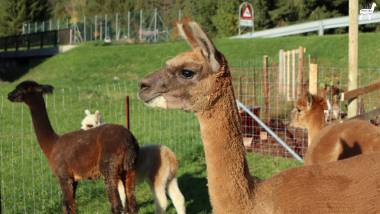 Alpakas am Achensee, Bild 1/2