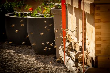 Kräutergarten & Bienen, Bild 1/3