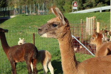 Alpakas am Achensee, Bild 1/2